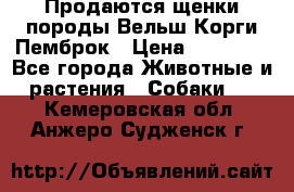 Продаются щенки породы Вельш Корги Пемброк › Цена ­ 40 000 - Все города Животные и растения » Собаки   . Кемеровская обл.,Анжеро-Судженск г.